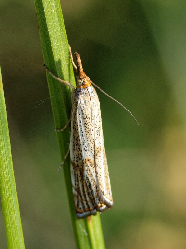 Crambidae: Thisanotia chrysonuchella